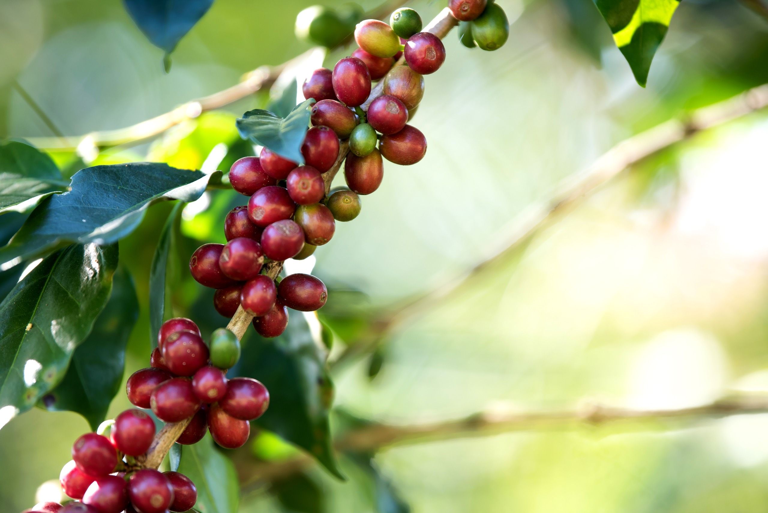 Coffee bean berry ripening on coffee farm 2021 08 31 06 18 58 utc 513c7aa4